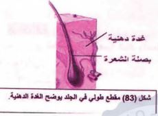 الغدة الدهنية